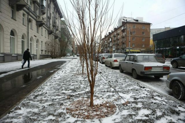 В центре Новосибирска, на улице Урицкого, высадили более 150 деревьев и сотни кустарников