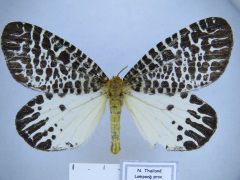 Ученым АлтГУ проведена полная ревизия тропического семейства бабочек
