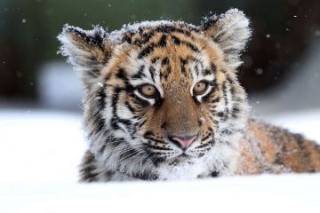 Зоологи АлтГУ назвали наступивший год дружелюбным