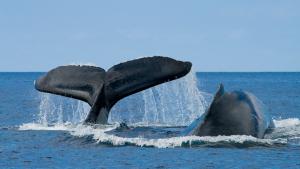 Наблюдение за китами в заливе Самана с туроператором ICS Travel Group