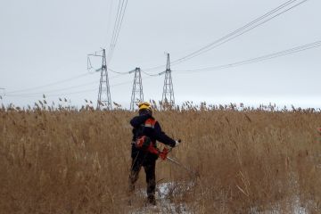 Трассы 22 магистральных линий электропередачи в Центральной России расчистят от пожароопасного сухого камыша