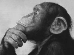Эволюция, обезьяны и очки