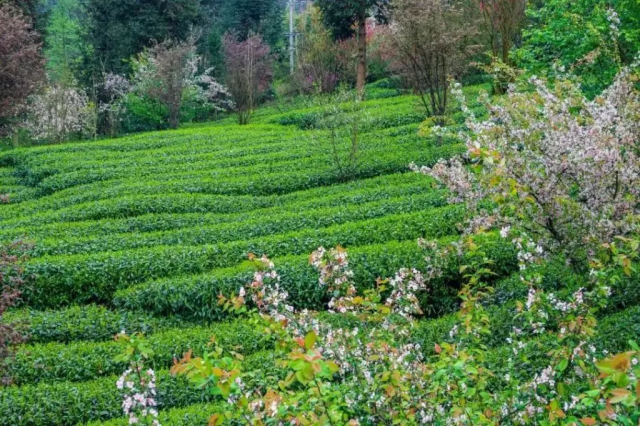 Как предотвратить появление вредителей и болезней на плантациях органического чая без использования пестицидов?