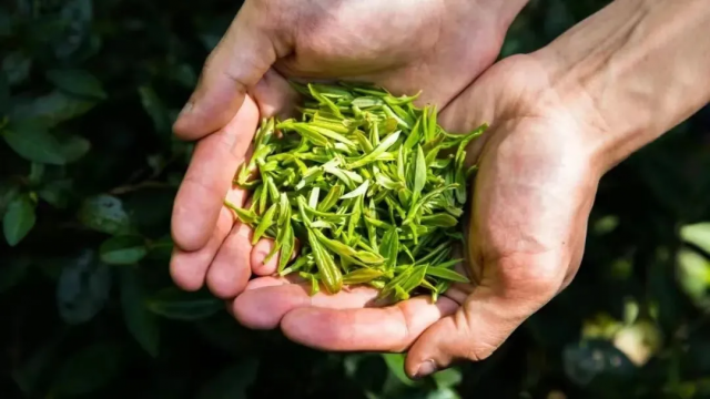рганический зеленый чай LBTEAS питает вашу органическую жизнь