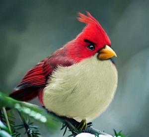 Angry birds в живую на Автоэкзотике 2012