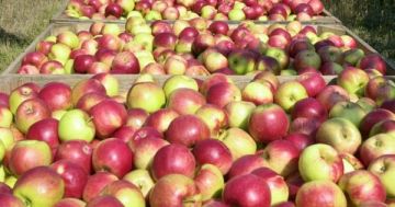10 килограмм запрещённых яблок из города Магадан было утилизировано в крематоре