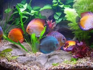 Живой подарок: красивые аквариумные рыбки