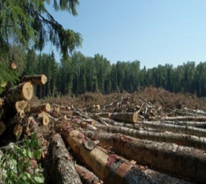 Современные реалии:  лес возле Троицка заменят офисы и гаражи