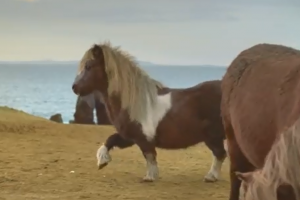 Реклама с танцующим пони взорвала интернет: за неделю более 2 млн просмотров