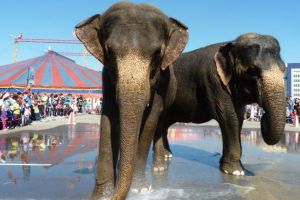 Барнаульская транспортная прокуратура нашла в рекламе цирка слонов грубейшее нарушение