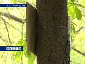 В Ростове борются с рекламой на деревьях и фонарных столбах