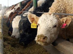 Развитие мясного скотоводства – залог процветания Брянской области