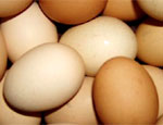 Уральские птицефабрики не хотят отдавать свои яйца МТС