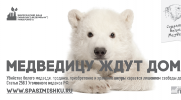 Экофонд СФУ запускает кампанию “Сохраним белого медведя”