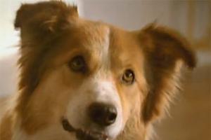 Nestle сняла телевизионную рекламу для собак
