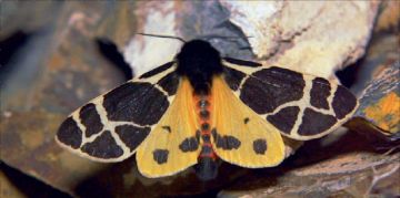 Организованная энтомологами АлтГУ экспедиция нашла на Алтае 6 новых для фауны России видов бабочек