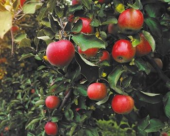 Опрос: Россельхозбанк выяснил любимый цвет и вкус яблок россиян