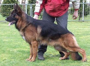 Кузбасские собаководы заработают на питомцах