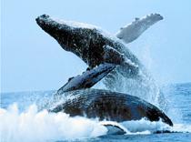 Обсерватория для наблюдения за китами откроется в Самане (Доминикана)
