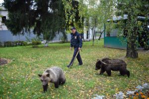 В лесопарковой зоне Зеленограда полицейские обнаружили двух брошенных ручных медвежат