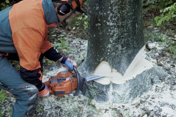 Современные требования к профессии вальщика леса
