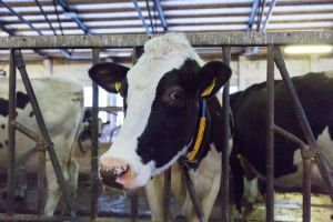 В рамках III Международного агропромышленного молочного форума прошел  блог-тур на молочную ферму