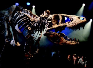 TNT доставила в Европу череп Тираннозавра Рекса