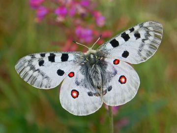 О появлении в Алтайском крае редчайшего подвида равнинной бабочки сообщили биологи АлтГУ