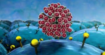 Как укрепить иммунную систему против коронавируса?