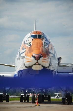 Авиакомпания «Трансаэро» и Центр «Амурский тигр» приглашают принять участие в фотоконкурсе, посвященном Дню амурского тигра