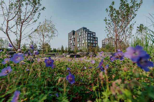 Более полумиллиона растений высадят в смарт-районе СберСити