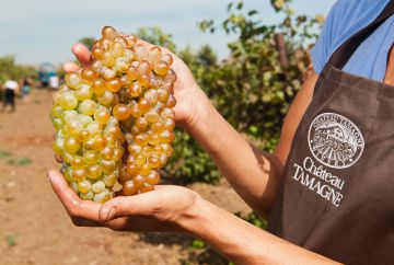 Агрофирма «Южная» начала реализацию столового винограда под тремя торговыми марками