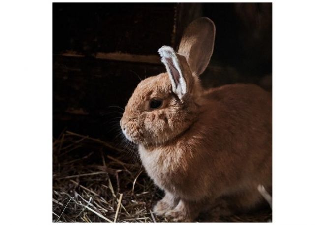 Сафари-парк из Подмосковья завоевал престижную награду на международном фестивале