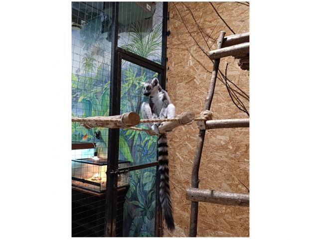 Любовь без границ: подмосковный сафари-парк подарит лемуру из Донецка невесту-гимнастку