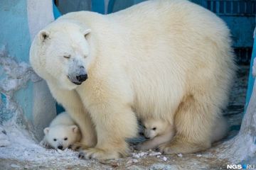 В Новосибирском зоопарке открыли доступ к вольеру Герды и её медвежат