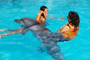 Купание с дельфинами на Бали вместе с туроператором ICS Travel Group