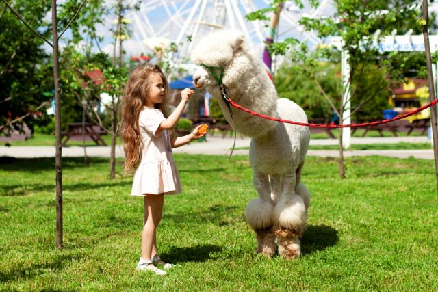 В Московском зоопарке открывается контактная площадка «Альпака Парк»