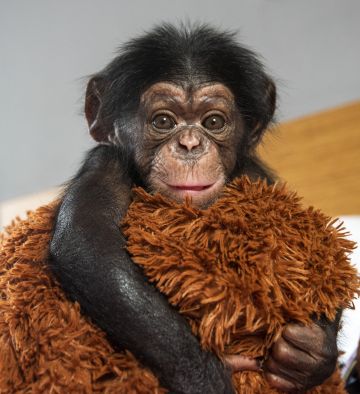 Беби-бум в зоопарке Крымского отеля продолжается: на свет появился четвёртый детёныш шимпанзе