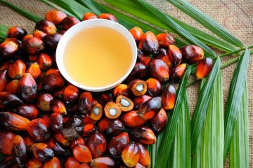 Отказ от пальмового масла ударил по крупному импортёру в РФ «ЭФКО»