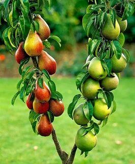 Заказ саженцев плодовых деревьев: подбираем здоровые растения