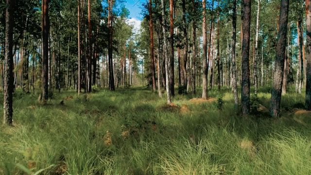 Спрос на элитную загородную недвижимость под Петербургом снизился в III квартале