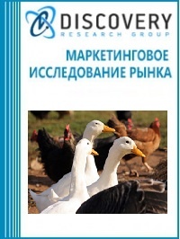 Анализ рынка птицеводства в России (с предоставлением базы импортно-экспортных операций)