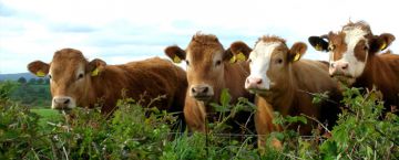 Комбикорм Agro LG от «Агро ЛГ» – гарант высокой продуктивности коров