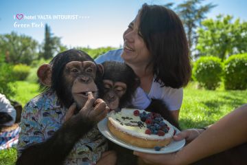 В зоопарке отеля Yalta Intourist отпраздновали день рождения шимпанзенка Оскара!