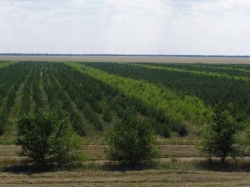 Весенняя высадка деревьев началась в лесах Волгоградской области