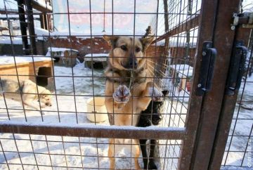 В Череповце 368 собак и кошек обрели дом благодаря сайту «Хочу домой»