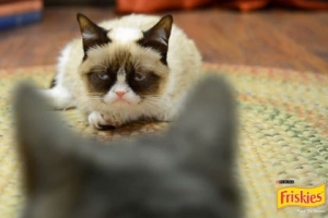 Grumpy Cat снялся в рекламе кошачьего корма