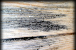 Применение антисептика «Септоцил» для обработки древесины
