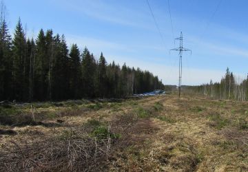«Россети ФСК ЕЭС» расчистит более 166 гектаров трасс ЛЭП в Мурманской области