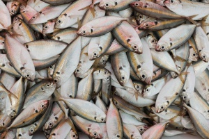 Россия планирует восполнить дефицит рыбного сырья за счет Африки